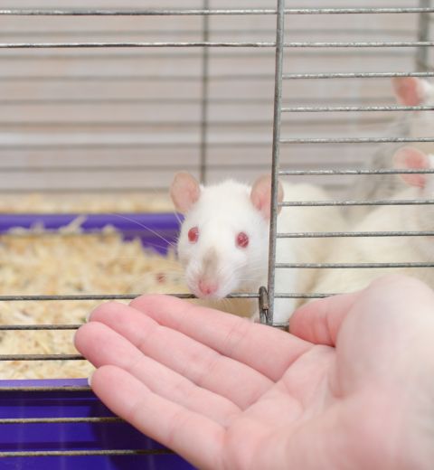 About rat control